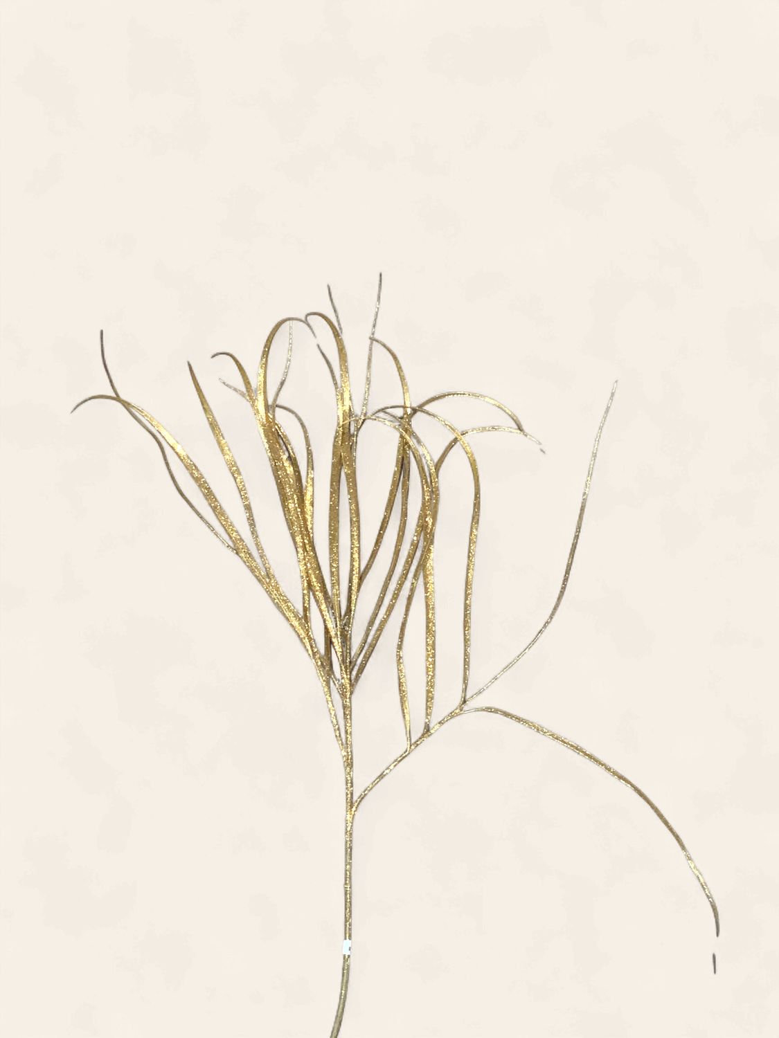 spray, dracena spike 38"goldglitt