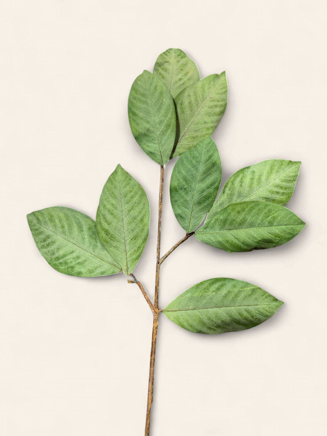 SPRAY, MAGNOLIA LEAF 36"TT. GREEN