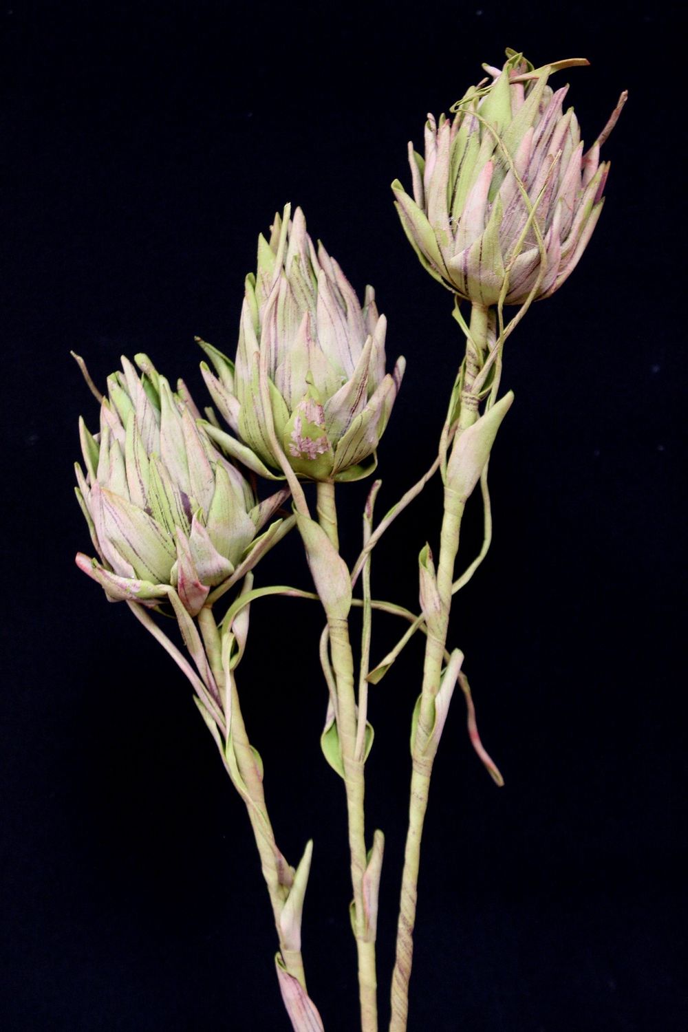 Stem, Pink Green Floral Pink Green