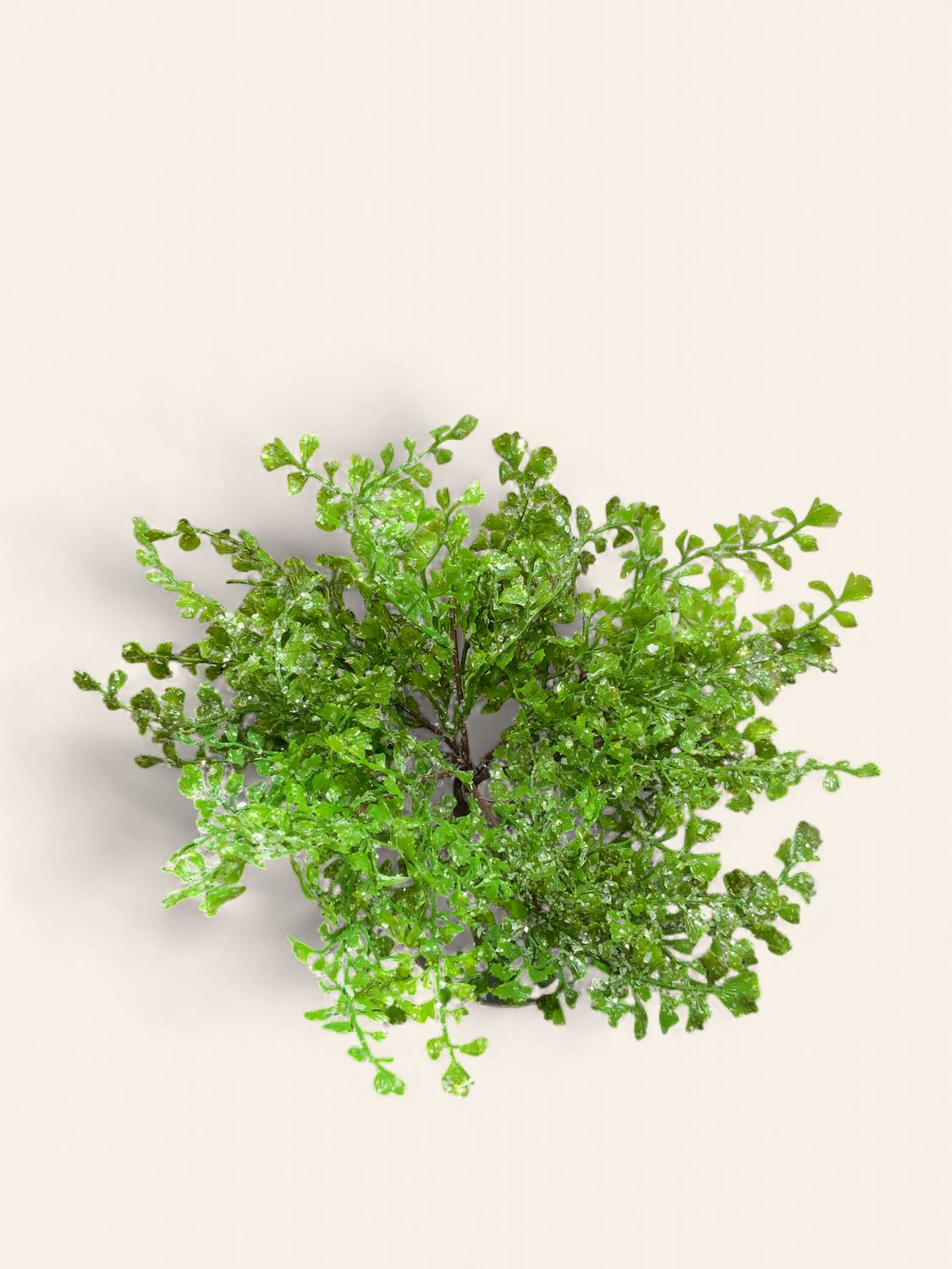 Stem, Maidenhair Fern