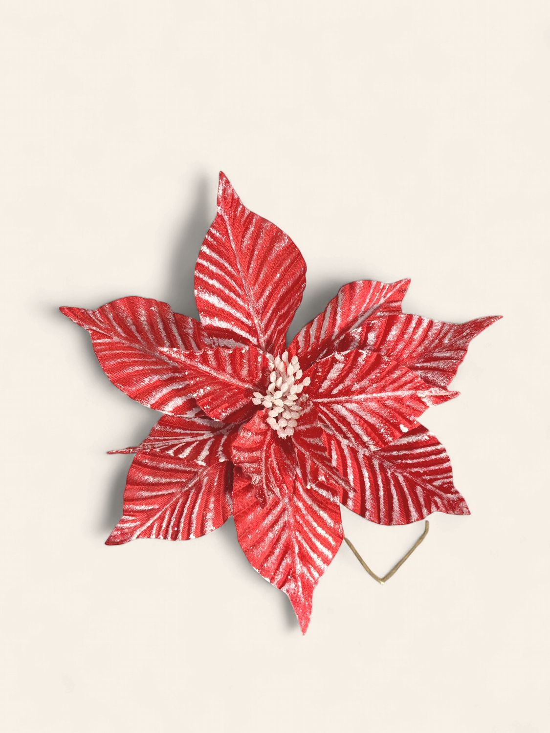 Poinsettia, Striped 24" Red