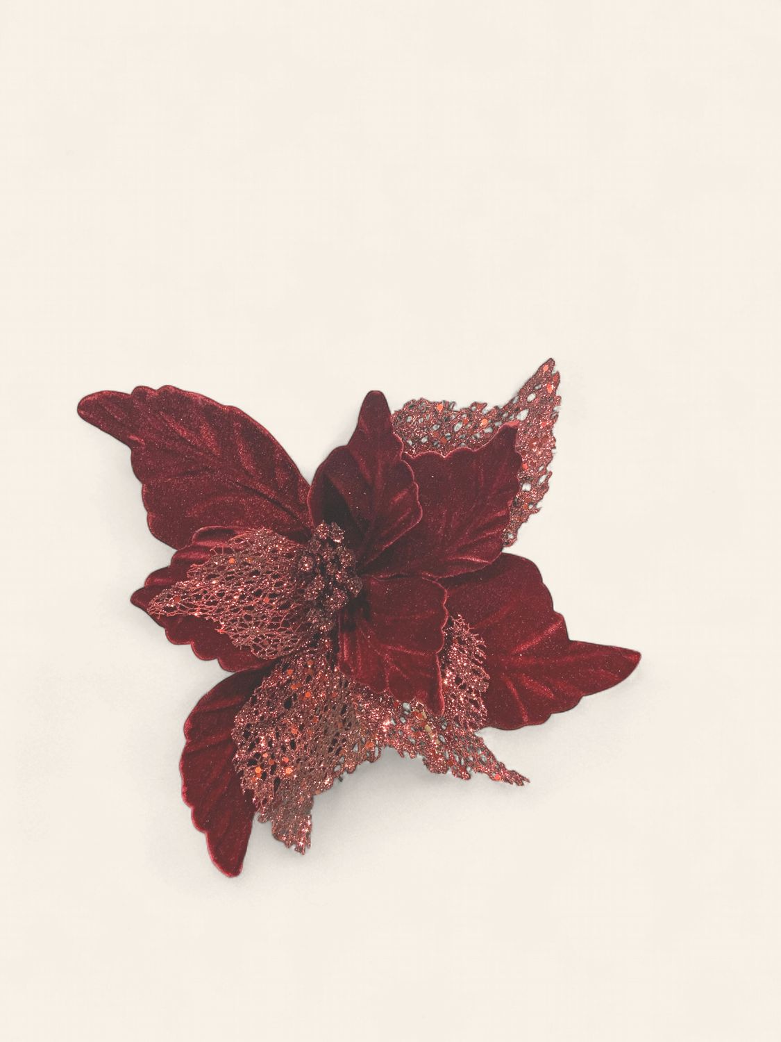 Poinsettia, Burg Velvet 12" Varie