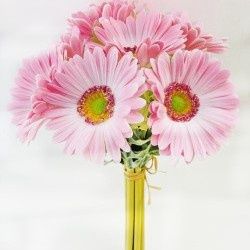 Bundle, 13.5" Pink Gerbera