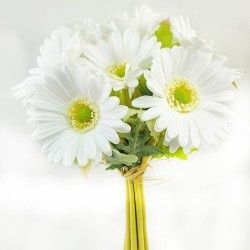 Bundle, 13.5" White Gerbera