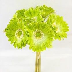 Bundle, 13.5" Lt Green Gerbera
