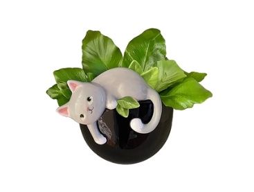 Planter, Playful Kitty