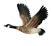 Wall Decor, Metal Flying Goose 28"x20"