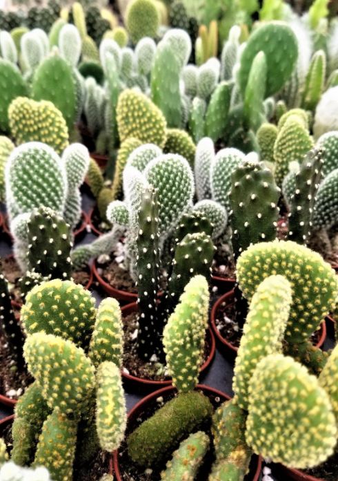 Cactus, 2" Opuntia Asst