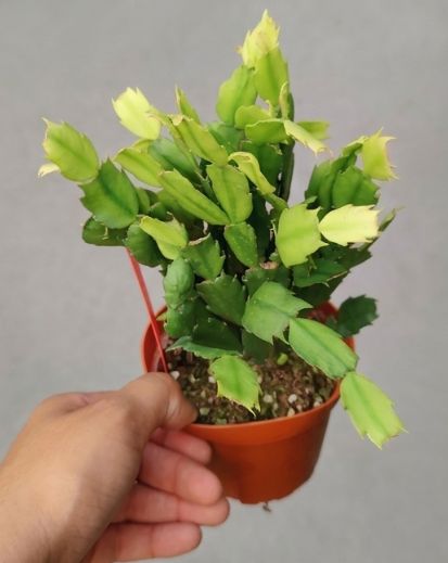 Christmas Cactus 4"