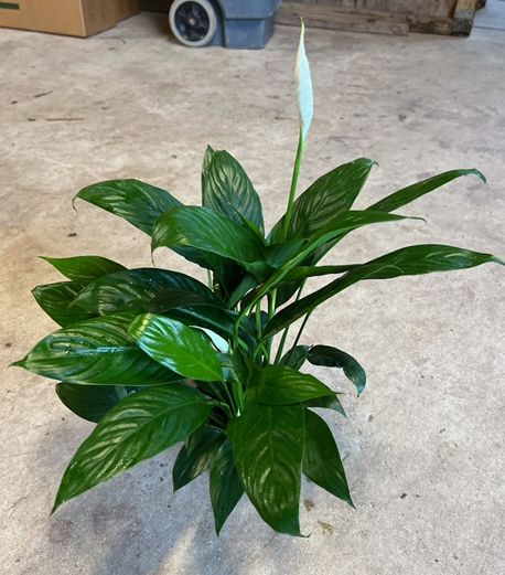 Spathiphyllum 6"