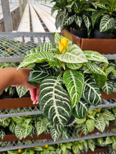 Aphelandra Zebra Plant 6"