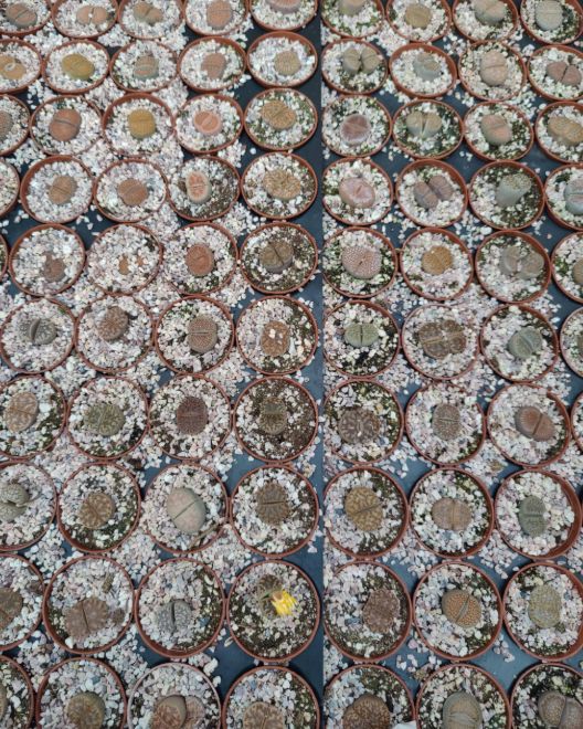 Lithops 2"