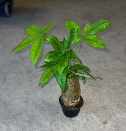 Pachira Aquatica, Money Tree Braid 6"