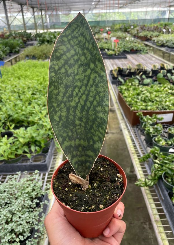 Sansevieria, Shark Fin 6"