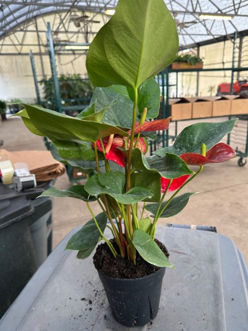 Anthurium Red 6"