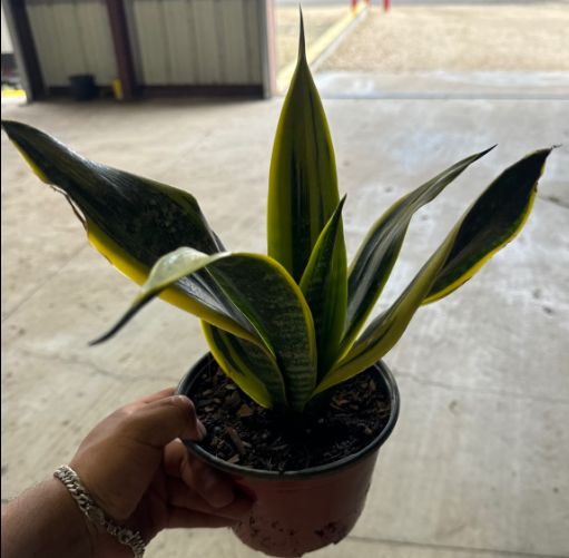 Sansevieria Golden Flame 6"