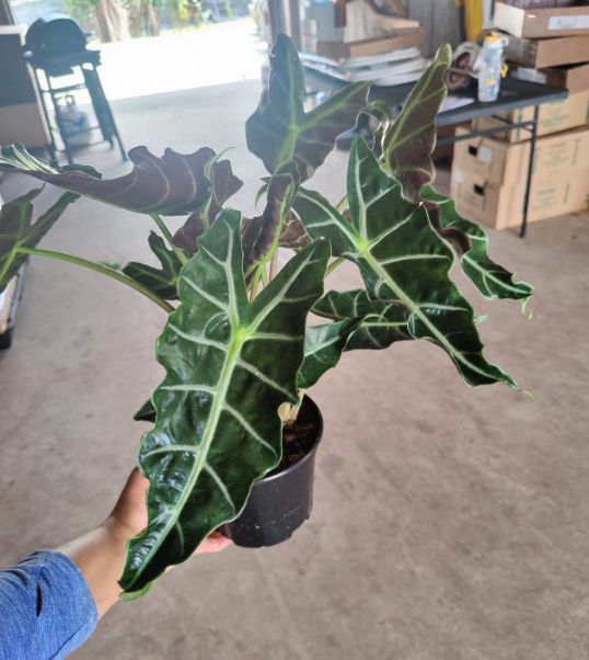 Alocasia Amazonica 6"