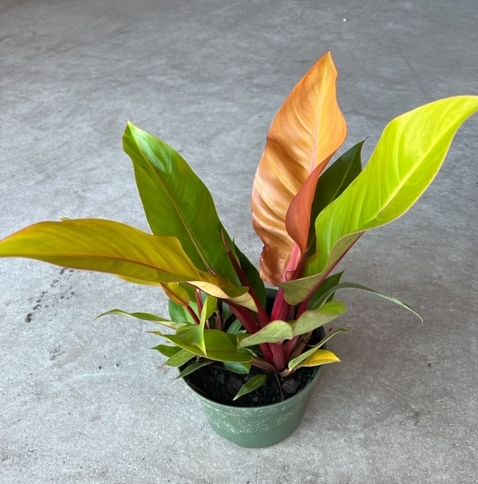 Philodendron Prince of Orange 8"