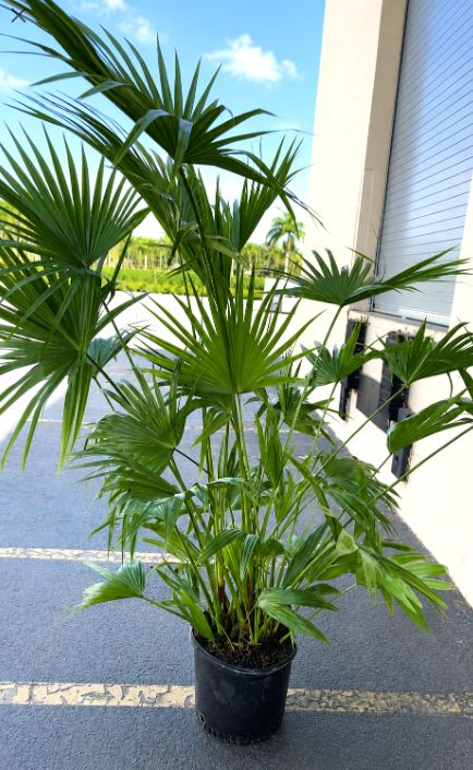Palm, Chinese Fan 10"