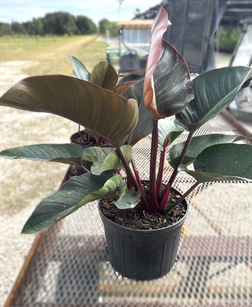 Philodendron Congo Rojo 14"