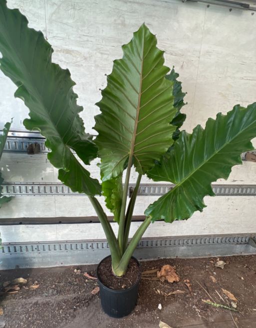 Alocasia Portora 10"