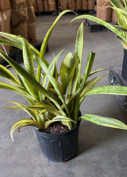 Sansevieria Lauren 10"