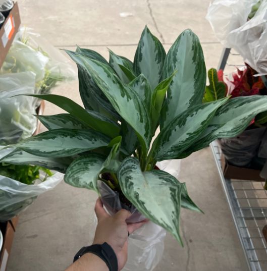Aglaonema Silver Bay 6"