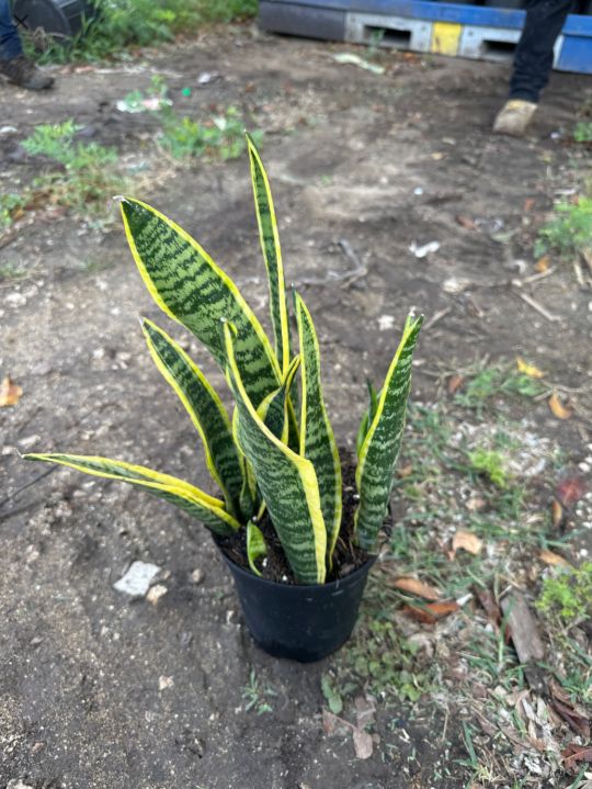 Sansevieria, Laurentii 6"