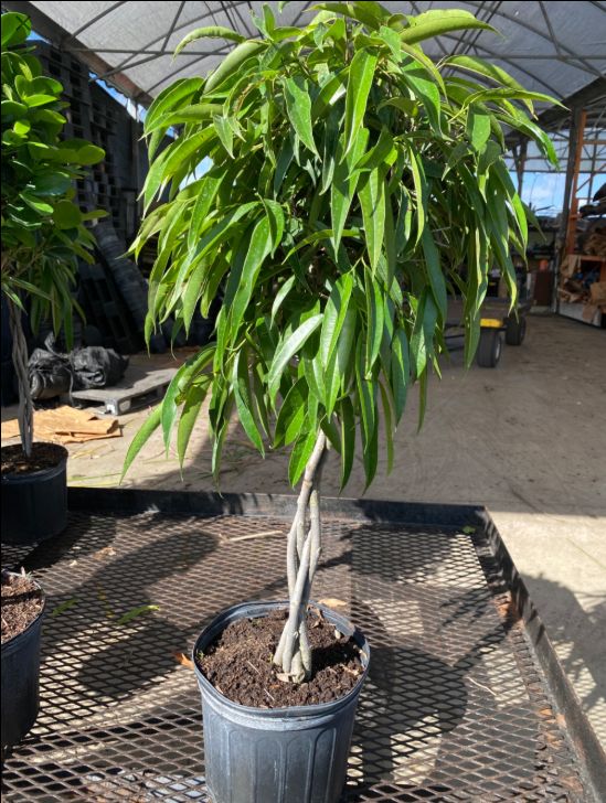 Ficus, 10" Alii Braid