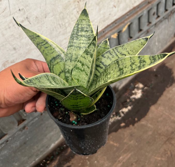 Sansevieria, Hahnii 4" Asst