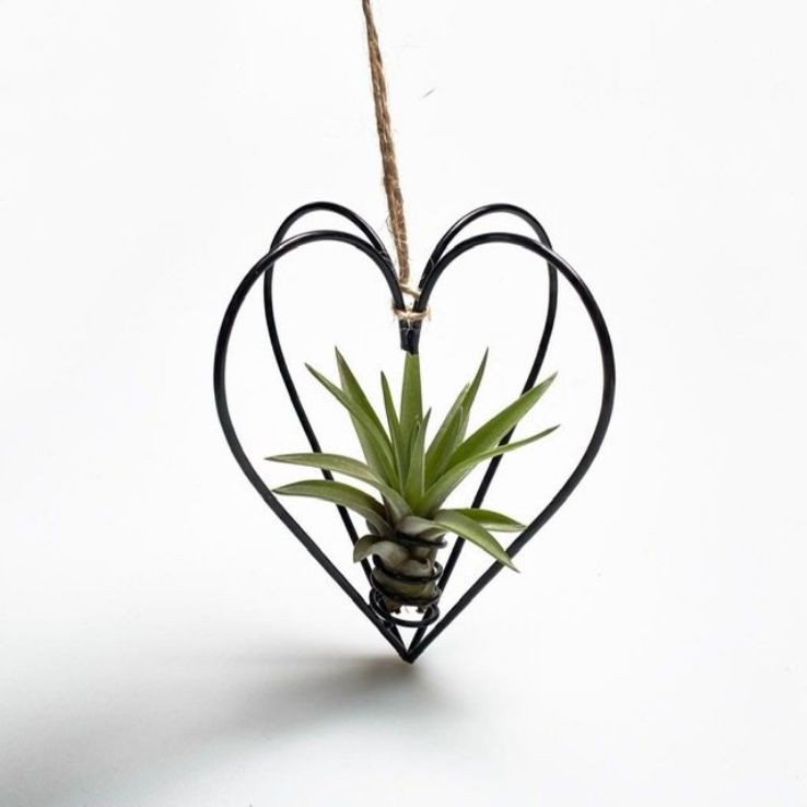 Airplant in een metalen hartje (om te hangen)