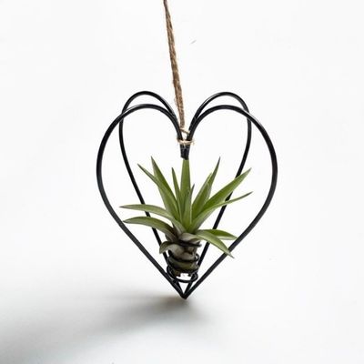 Airplant in een metalen hartje (om te hangen)
