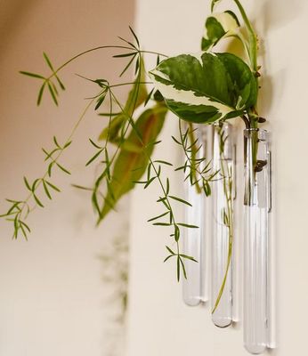 Muurbloempjes (set van 3 vaasjes)