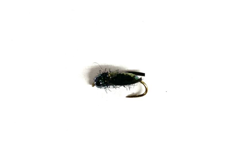 T&#39;s Water Boatman