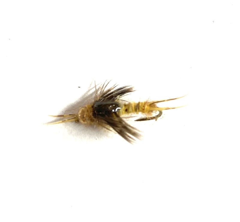 Poxyback Biot Golden Stone