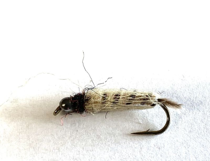 Crane Fly Larva