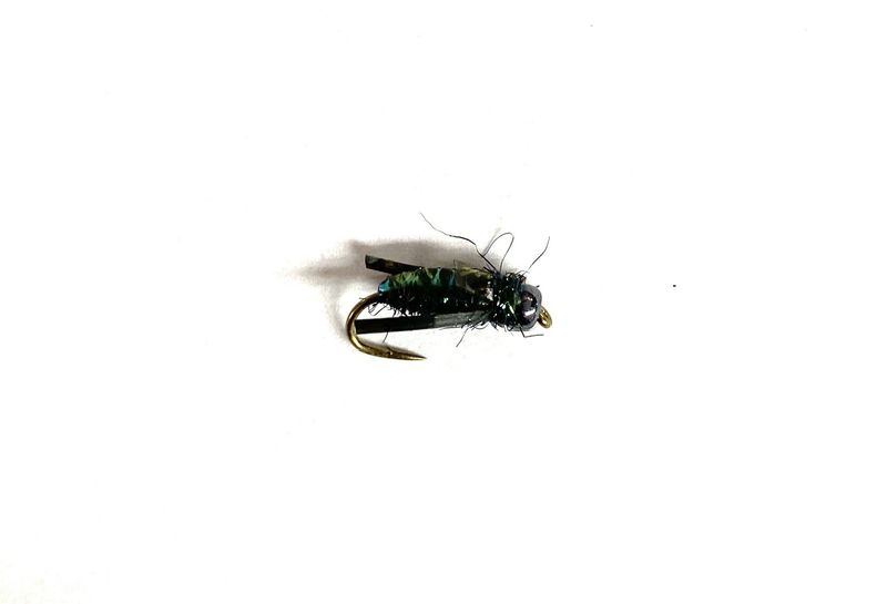 T&#39;s Water Boatman, Size: 12