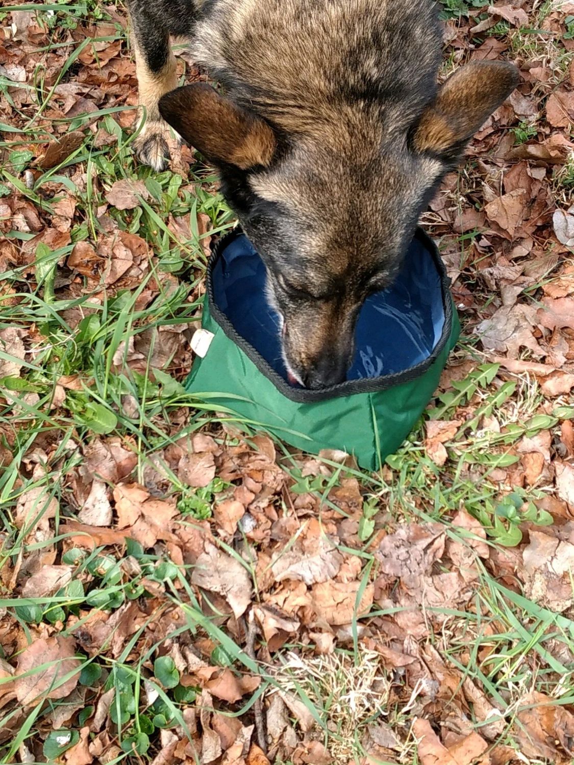 Buddy&#39;s Travel Bowl