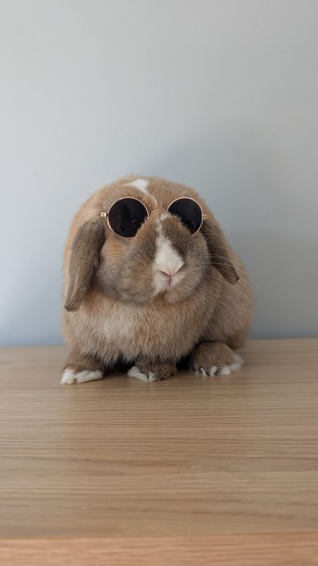 bun glasses.