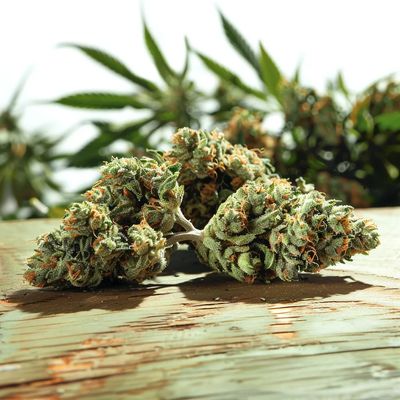 Kush Mints/Mintz 3.5g