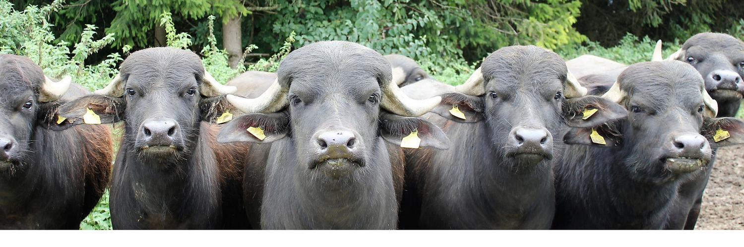 Büffelfleisch Sortiment