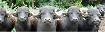 Büffelfleisch Sortiment