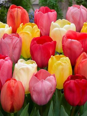 DARWIN HYBRIDEN MIX - DARWIN TULIPS - MIX
