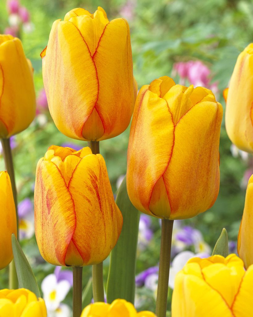 BLUSHING APELDOORN - STRIPED TULIP