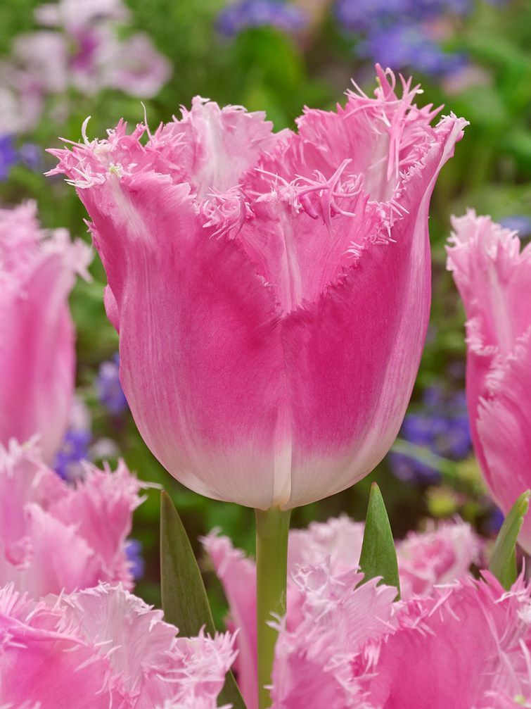 FANCY FRILLS - PINK TULIP