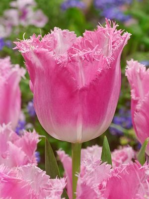 FANCY FRILLS - PINK TULIP