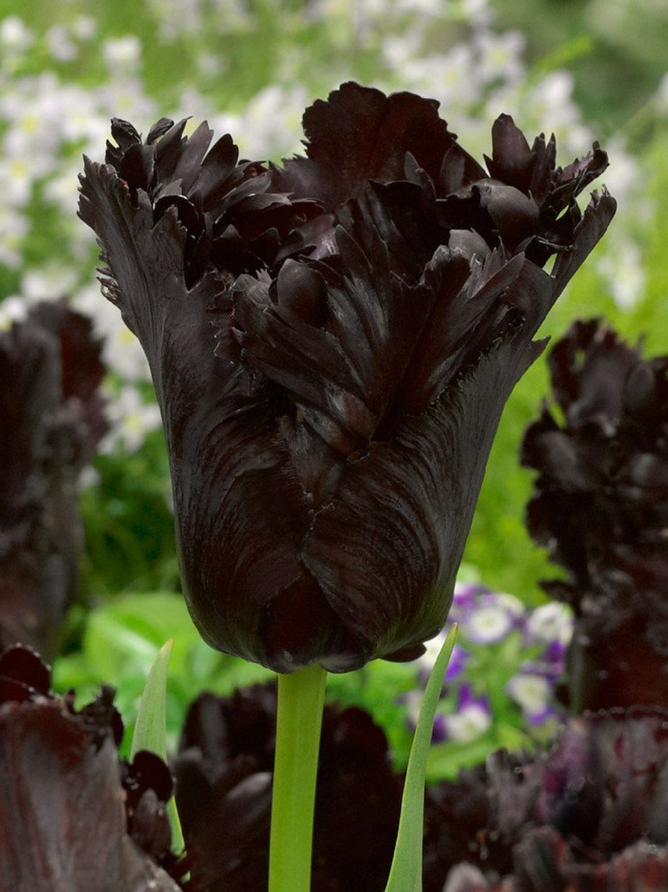 BLACK PARROT - BLACK TULIP