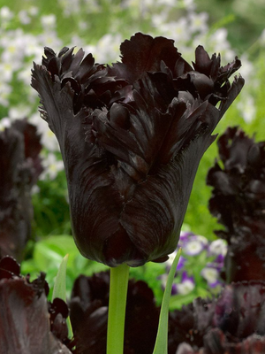 BLACK PARROT - BLACK TULIP