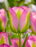 GRÖNLAND - GRÜN-ROSA TULPE