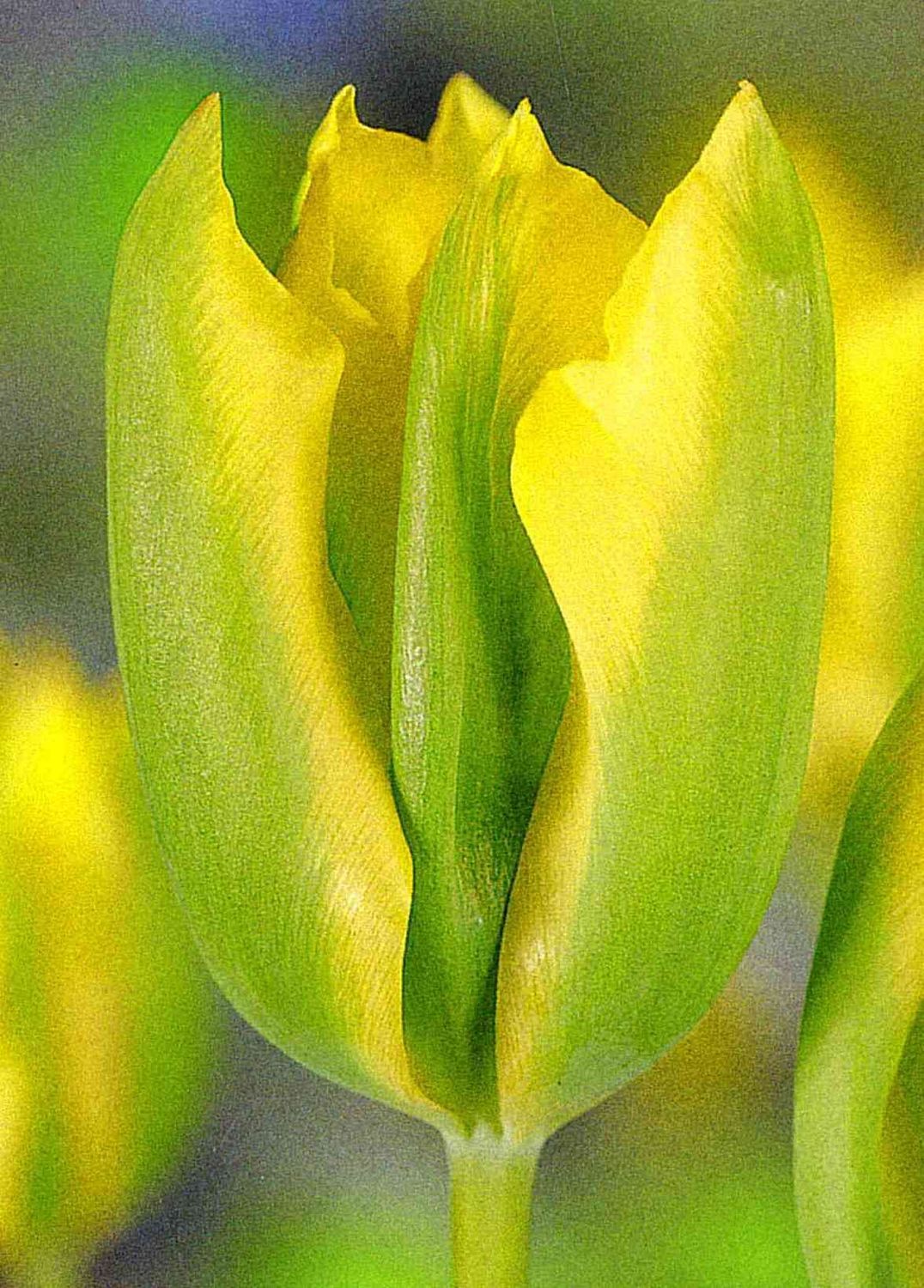FORMOSA - GREEN AND YELLOW TULIP